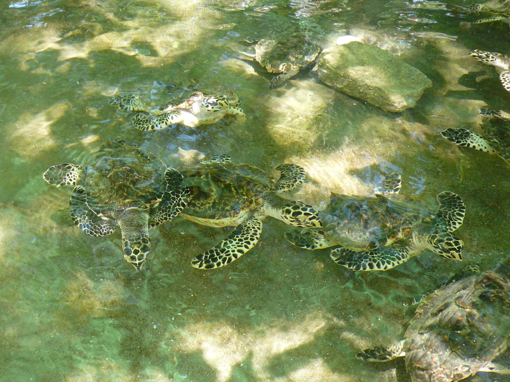 FIJI, Christmas 2006 (105)