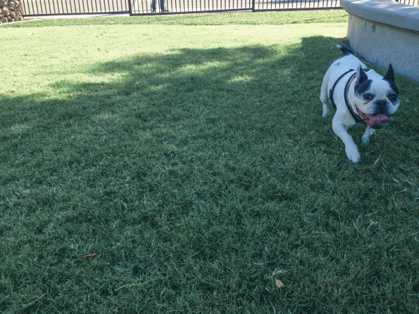 hance park dog park