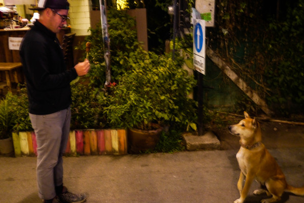 street dogs in thailand