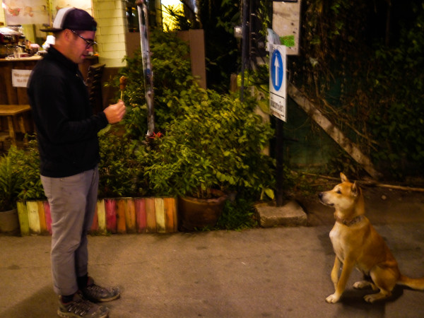 street dogs in thailand