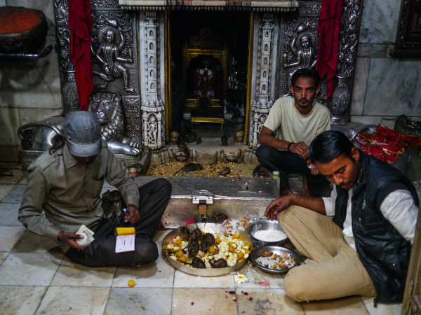 Karnimata Temple Bikaner India