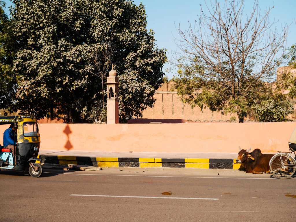 cows in india