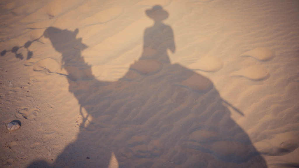 camels in india