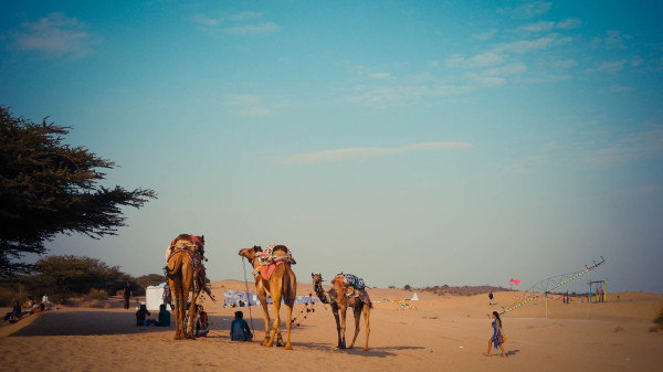 camels in india