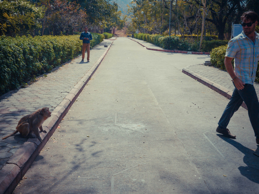 monkeys in india