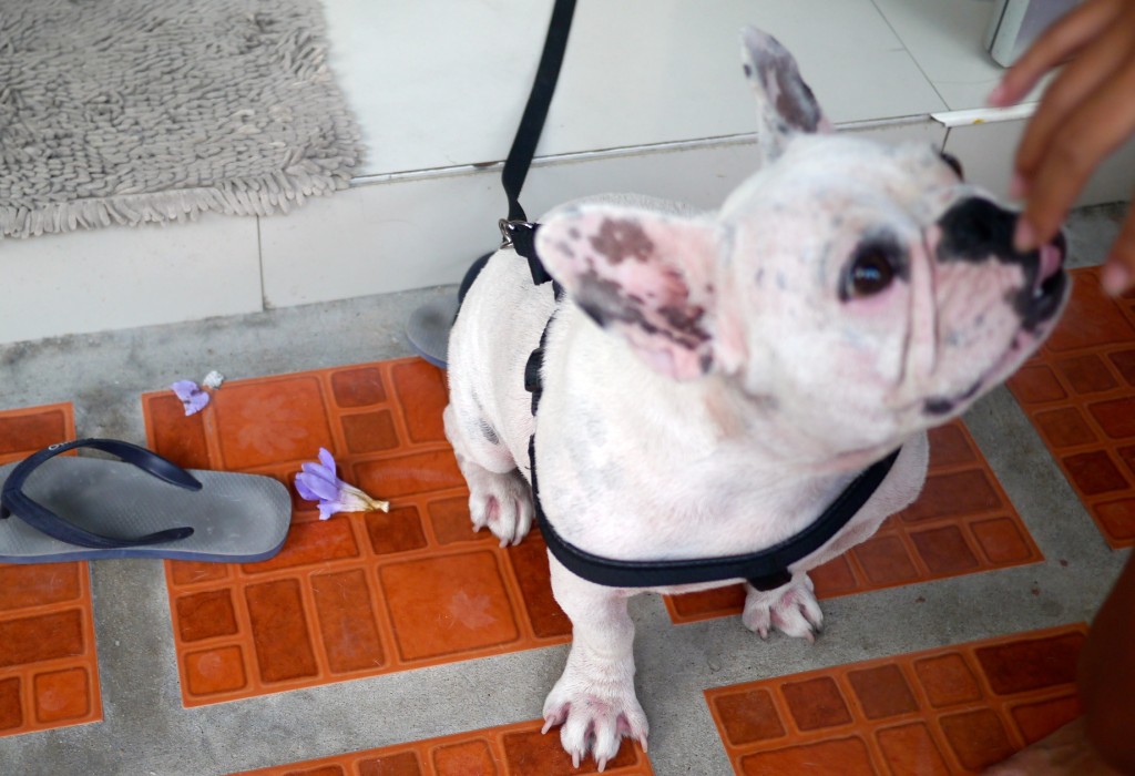 french bulldog in thailand