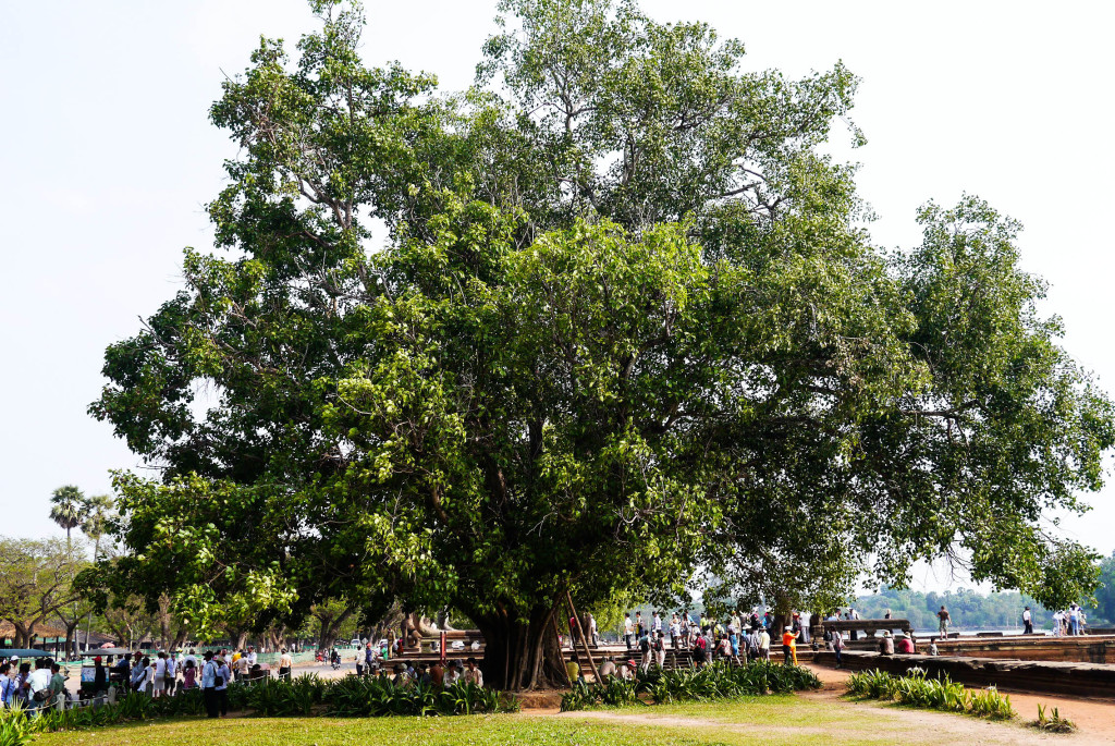 angkor wat, siem reap cambodia