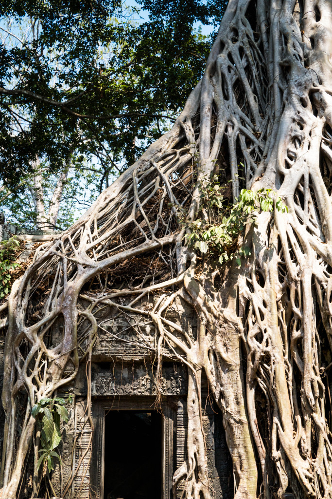 angkor wat, siem reap cambodia