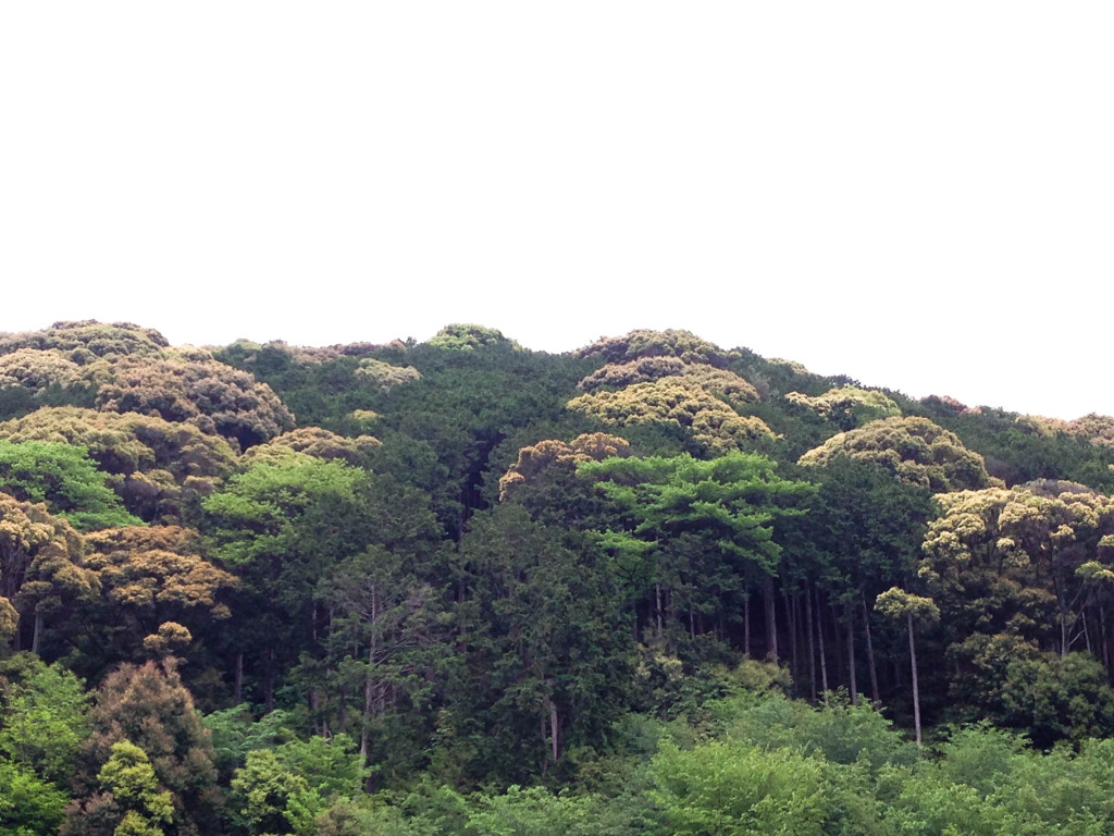 what to do in kyoto japan