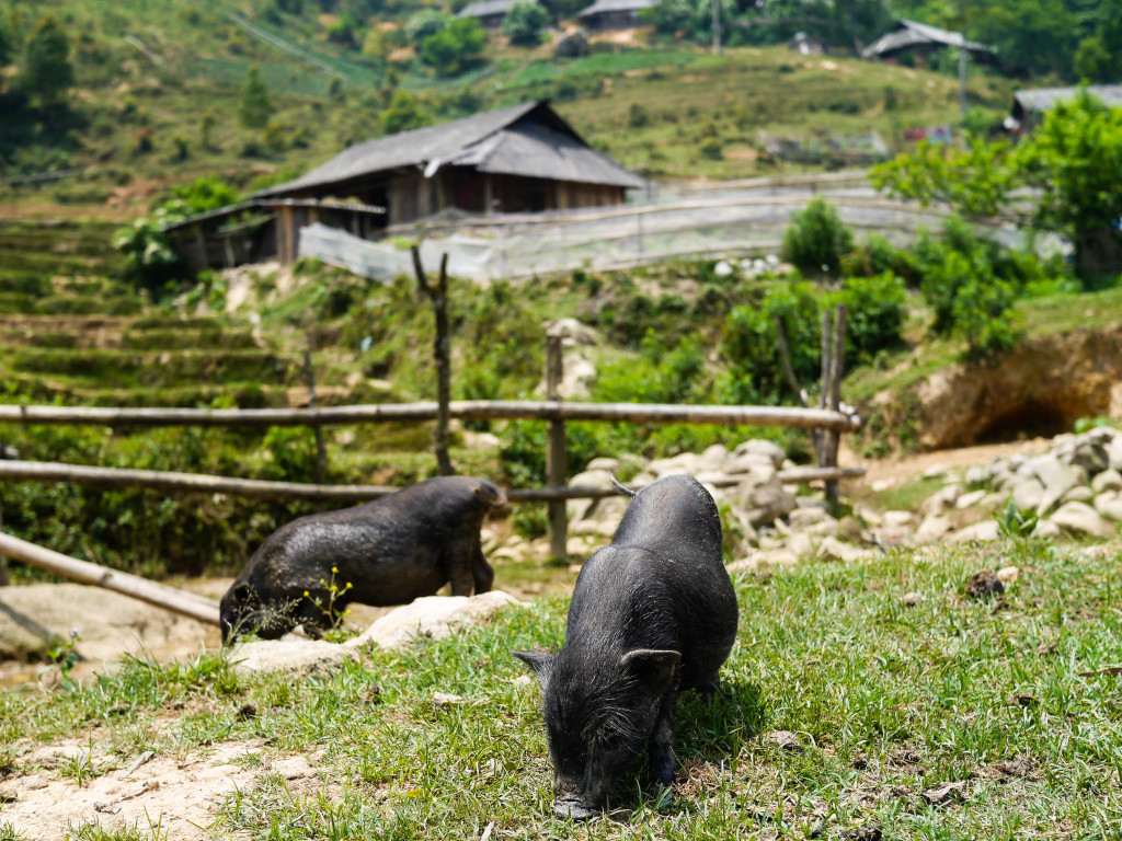 Sa Pa, Vietnam