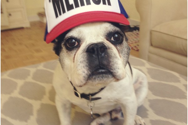 french bulldogs of the world cup