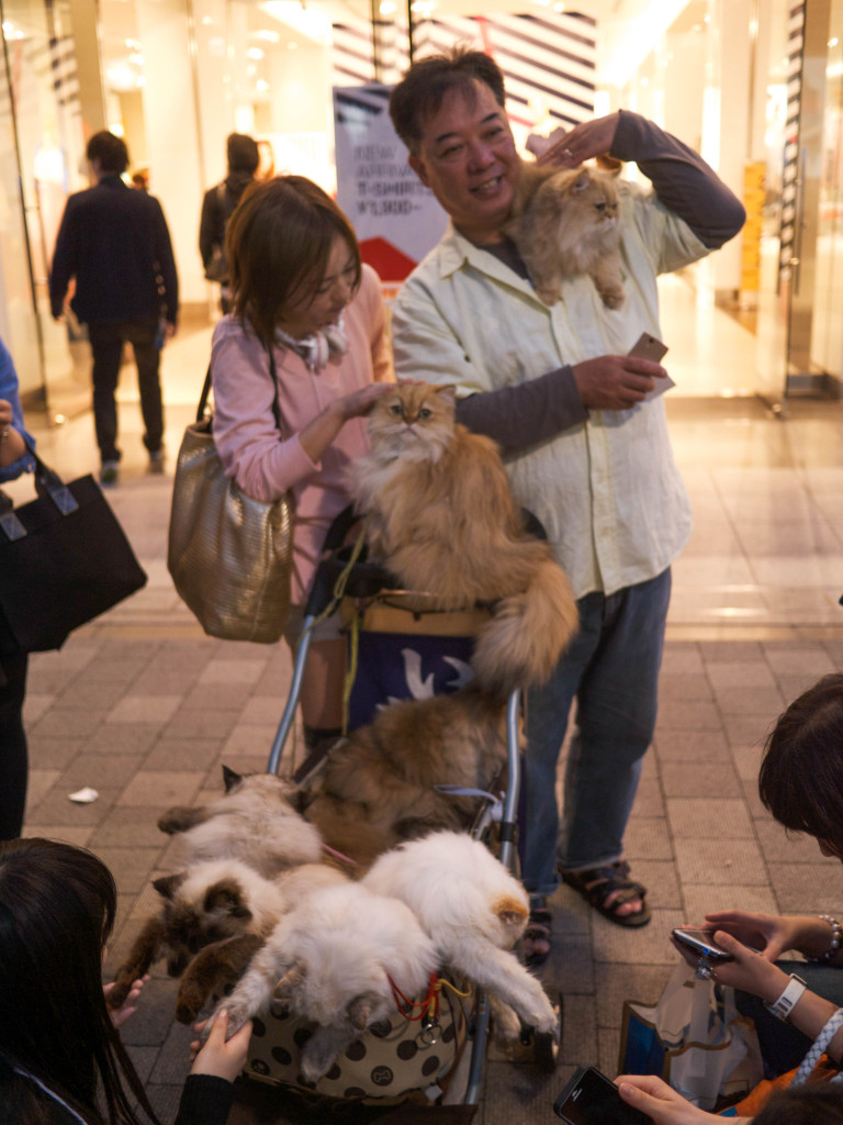 tokyo cat cafe