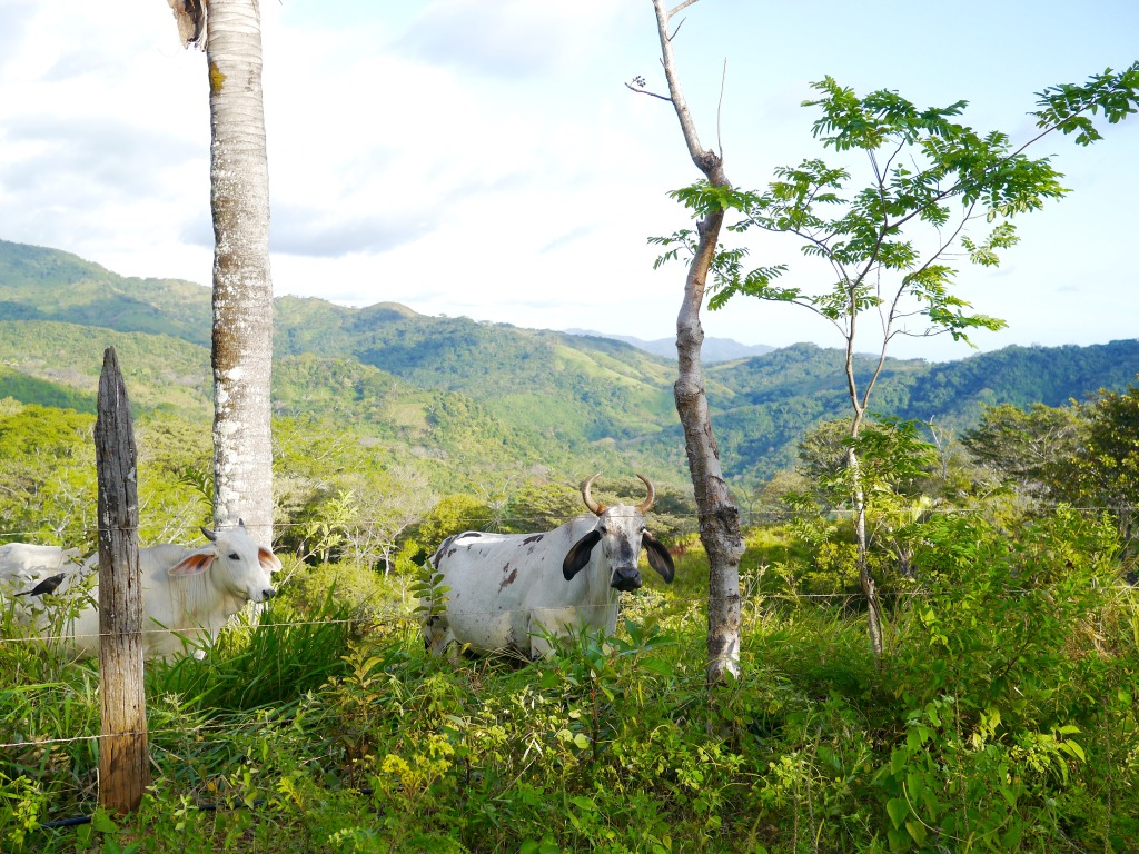 renting a car in costa rica