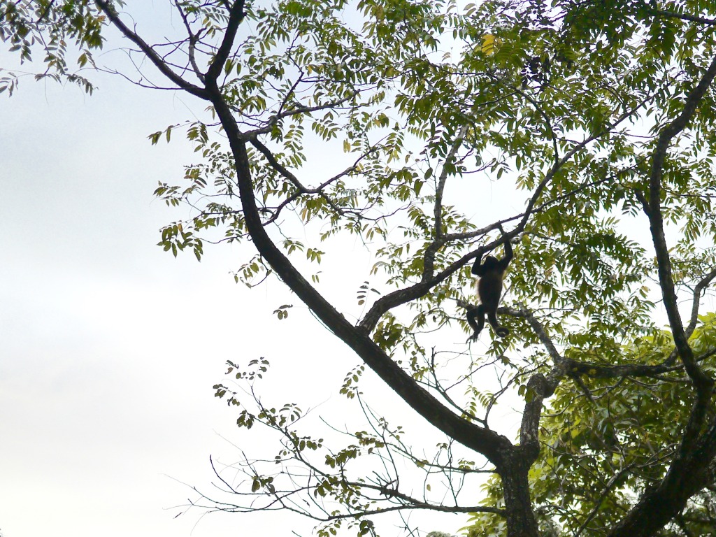 howler monkeys