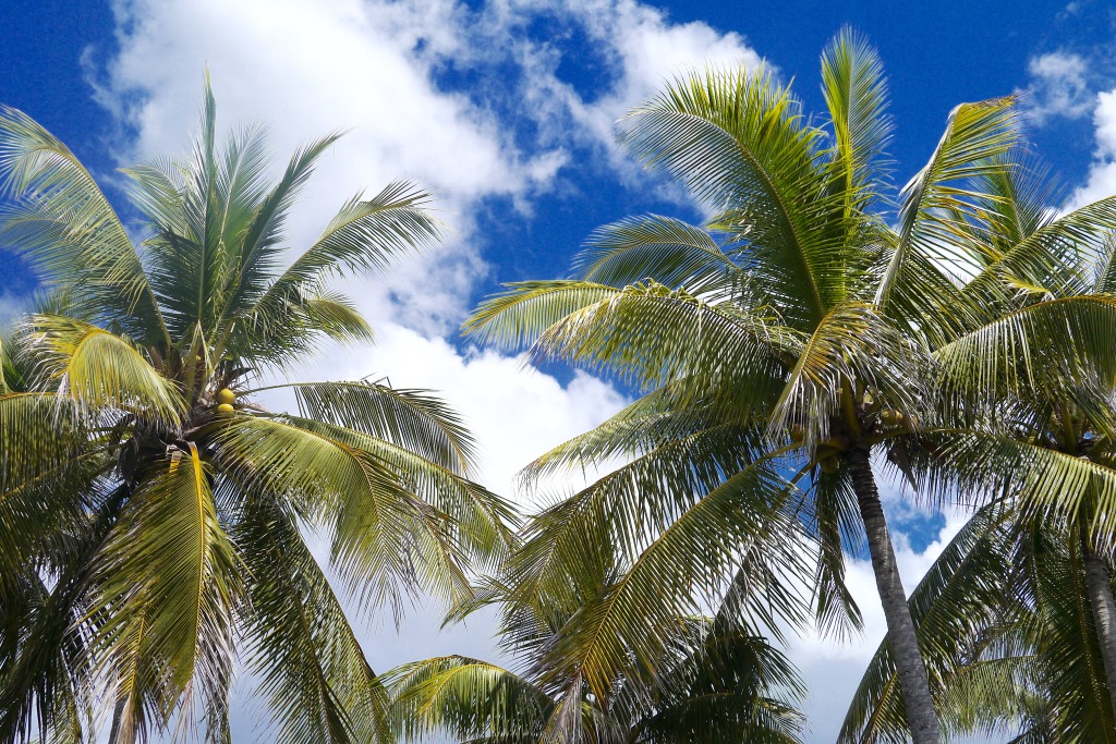 marbella costa rica